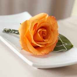 Orange rose boutonniere on a white plate
