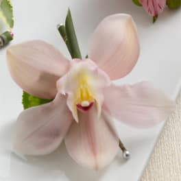 Close-up of a pale pink orchid bloom with a white background