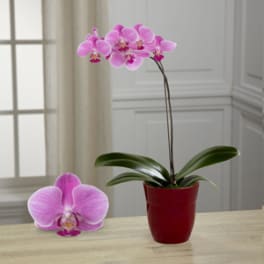 Pink orchid plant in a red pot with a single bloom close-up