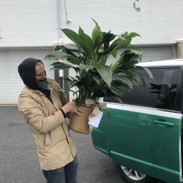 Man holding a large potted green plant in a woven basket
