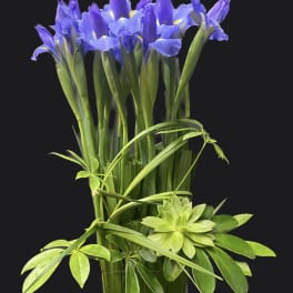 Blue iris arrangement in a clear glass vase with green foliage