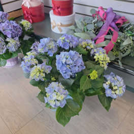 Blue Hydrangea Plant