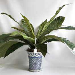 Potted plant with long broad green leaves in a blue patterned ceramic pot