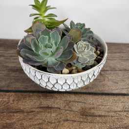 Succulent arrangement in a shallow decorative bowl