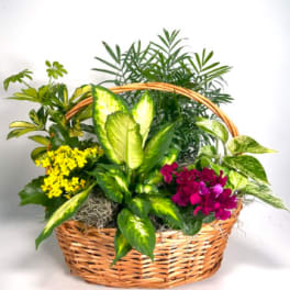 Basket of mixed potted plants with yellow and magenta blooms