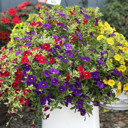 Mixed potted flowers in red, purple, and yellow spilling over a white container