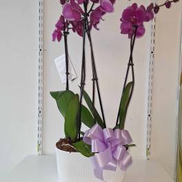 Purple orchid plant in a white pot with a lavender ribbon