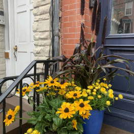 Potted yellow daisy-like flowers beside a doorway