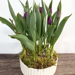 Tulip Plant