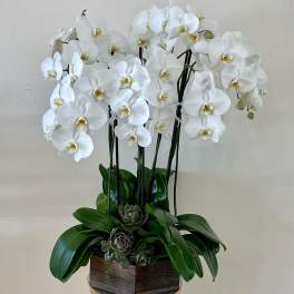 White orchid arrangement in a wooden planter with succulents
