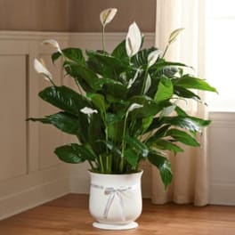 Potted peace lily plant with white blooms in a white ceramic pot
