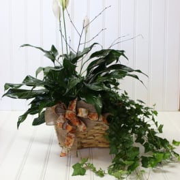 Potted peace lily arrangement in a wicker basket with ribbon