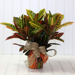 Croton plant in a decorated pot with a burlap bow