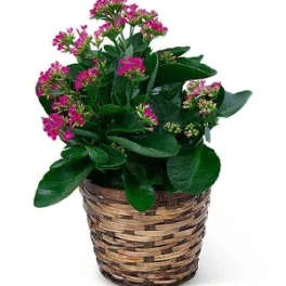 Potted plant with pink flowers in a woven basket