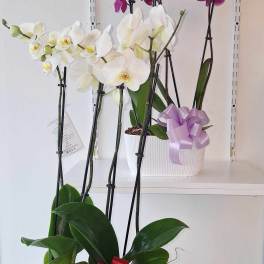 Potted orchids with white and purple blooms, each tied with a ribbon