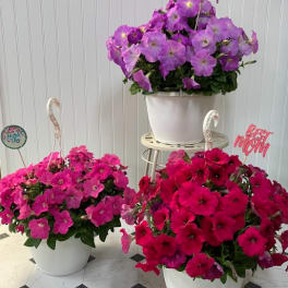 Three potted petunia arrangements in pink and purple