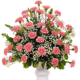 Pink carnations in a white vase with baby's breath