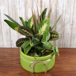 Assorted green houseplants in a low lime green ceramic bowl with a twine bow