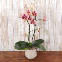 Potted pink and white orchid plant in a textured white ceramic pot on a wooden surface