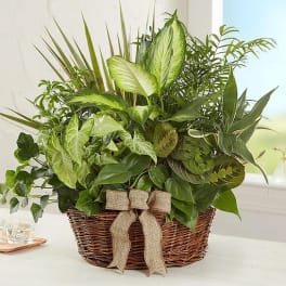 Mixed green houseplants in a wicker basket with a burlap bow