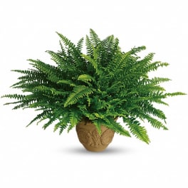 Potted fern plant in a decorative tan planter