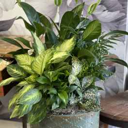 Mixed green houseplants in a blue decorative bowl planter