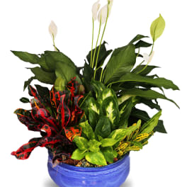 Mixed green foliage and white peace lily blooms in a round blue ceramic bowl planter
