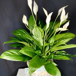 White peace lilies in a woven basket planter