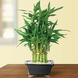 Potted lucky bamboo plant with clustered green stalks in a black rectangular pot with white stones
