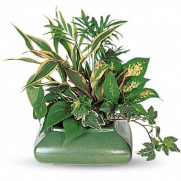 Assorted green houseplants in a low rectangular green ceramic planter