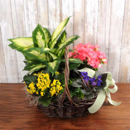 Basket garden with assorted green plant and pink, yellow, and purple blooming plants with a striped ribbon bow