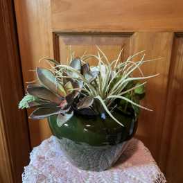 Succulent arrangement in a dark green ceramic pot with a lace cover