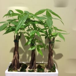 Potted money tree plant with braided trunks in a white rectangular planter