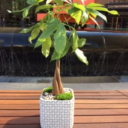 Potted money tree plant in a white square planter