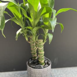 Potted lucky bamboo plant in a patterned ceramic container
