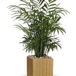 Peaceful Palm