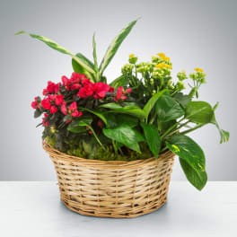 Mixed green plants with red and yellow blooms in a woven wicker basket planter