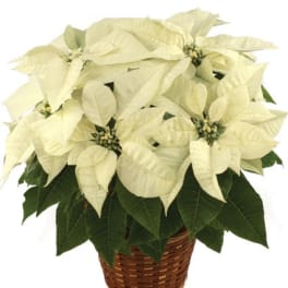 White poinsettia plant with dark green leaves in a woven brown basket