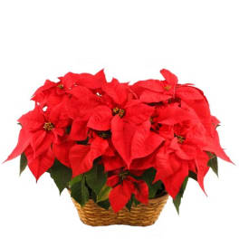 Red poinsettia plant with many blooms arranged in a woven basket