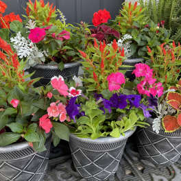 Colorful potted flowering plants in black decorative containers
