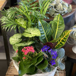 Mixed potted plants and small flowering plants in a white basket