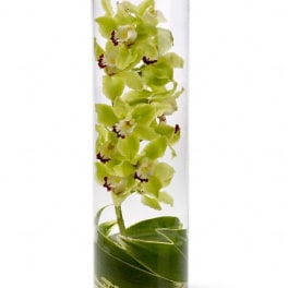 Green orchid stems in a tall clear glass cylinder vase