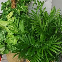 Large Green Plant - Designers Choice