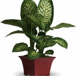 Potted green houseplant with variegated leaves in a low red ceramic container