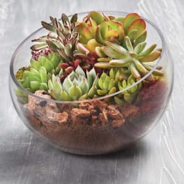 Succulent Garden 8