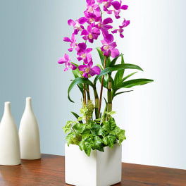 Purple orchid arrangement in a white square pot
