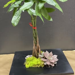 Potted money tree with succulents on a black base