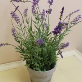 Potted purple flowering plant in a gray container