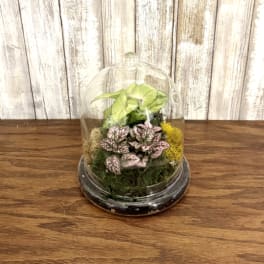 Small plant terrarium with pink and green foliage under a clear glass cloche.