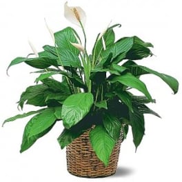 Peace lily plant with white blooms in a woven basket